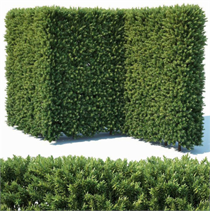 Taxus Baccata # 4 modular hedge 200cm